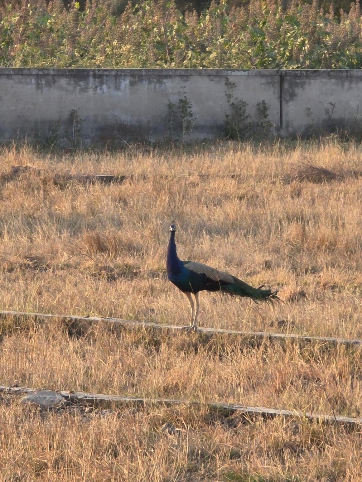 Serenity Bungalow Near Becharji Kalri Dış mekan fotoğraf